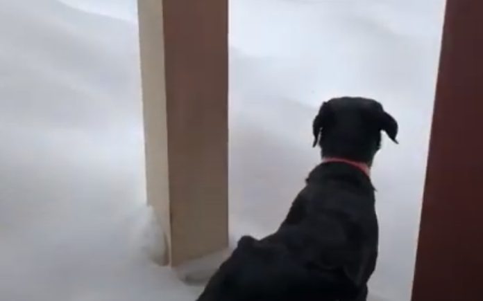 Cão «desaparece» ao tentar andar sobre neve Cão «desaparece» ao tentar andar sobre neve