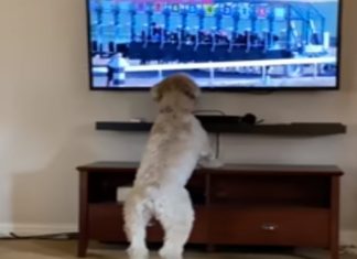 Cão diverte-se a ver corrida de cavalos na televisão