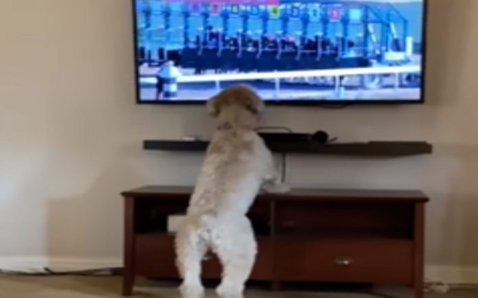 Cão diverte-se a ver corrida de cavalos na televisão