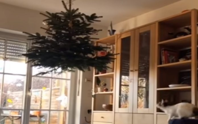 Casal pendura árvore de Natal mas ainda assim os gatos chegam lá Casal pendura árvore de Natal mas ainda assim os gatos chegam lá