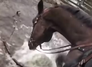 Cavalo fica super feliz a brincar com água