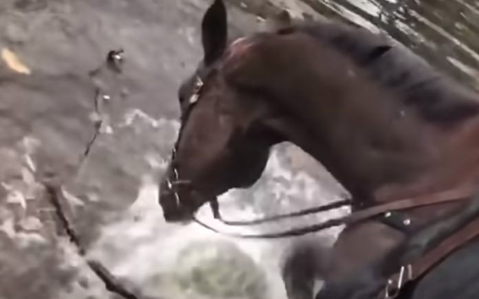 Cavalo fica super feliz a brincar com água Cavalo fica super feliz a brincar com água