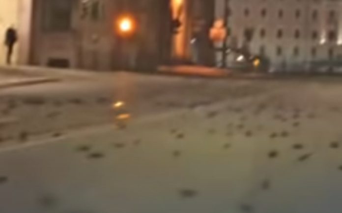 Fogo de artifício em Itália mata centenas de pássaros Fogo de artifício em Itália mata centenas de pássaros