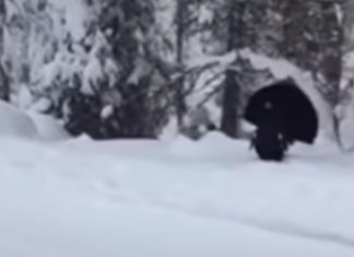 Guarda Florestal encontra um tretao na neve