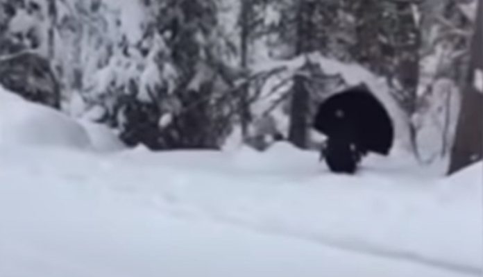 Guarda Florestal encontra um tretao na neve Guarda Florestal encontra um tretao na neve