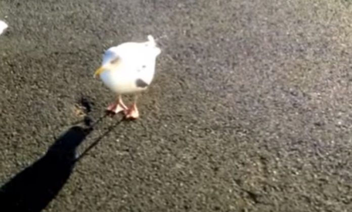 Homem treina gaivota e ensina-a a dançar