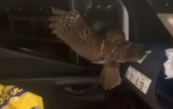 Jovem apanha grande susto com coruja dentro da carrinha Jovem apanha grande susto com coruja dentro da carrinha