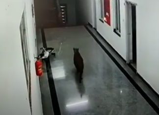 Leopardo invade universidade de medicina na Índia