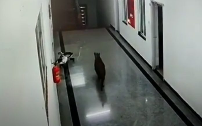 Leopardo invade universidade de medicina na Índia Leopardo invade universidade de medicina na Índia