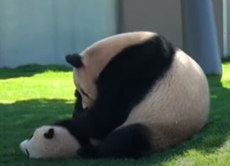 Mãe panda brinca com o seu filhote sem parar