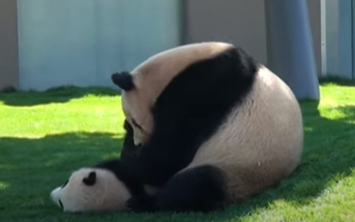Mãe panda brinca com o seu filhote sem parar Mãe panda brinca com o seu filhote sem parar