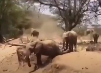 Mamã elefante ensina filhote a descer colina