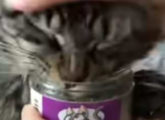 Mulher nao consegue tirar frasco de Catnip do seu gato