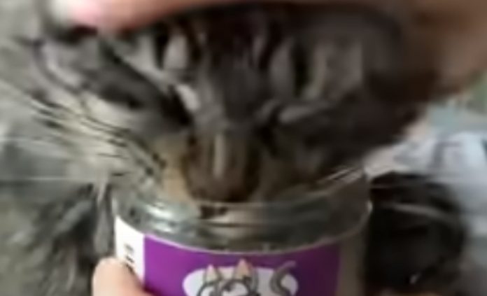 Mulher nao consegue tirar frasco de Catnip do seu gato Mulher nao consegue tirar frasco de Catnip do seu gato