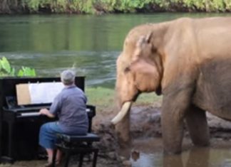 Pianista toca para um elefante idoso resgatado