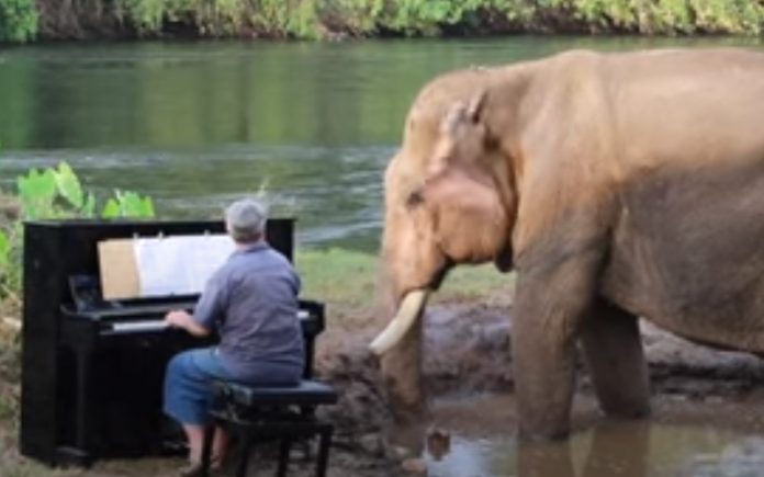 Pianista toca para um elefante idoso resgatado Pianista toca para um elefante idoso resgatado