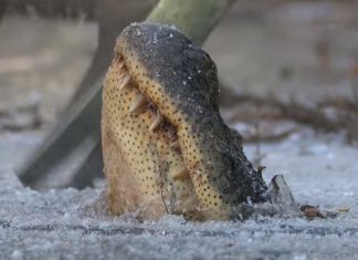 Vídeo mostra como os crocodilos sobrevivem quando a água congela