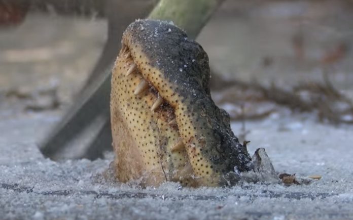 Vídeo mostra como os crocodilos sobrevivem quando a água congela Vídeo mostra como os crocodilos sobrevivem quando a água congela