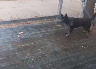 Cão diverte-se à grande em terraço com gelo