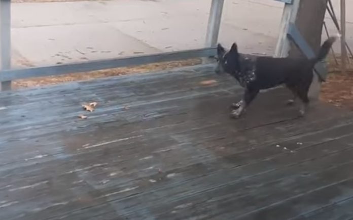 Cão diverte-se à grande em terraço com gelo