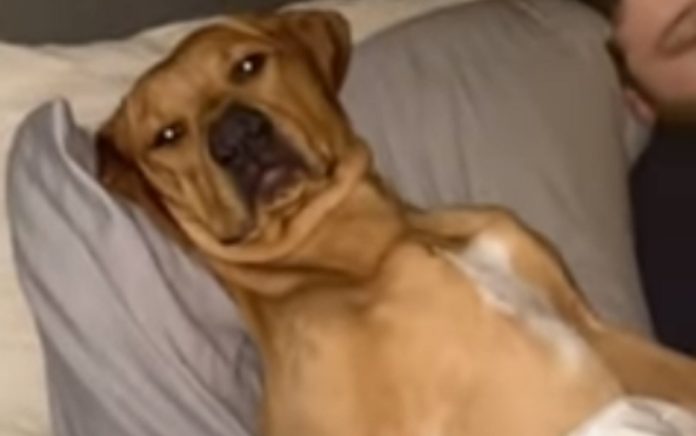 Cão ocupa lugar da dona na cama e não sai por nada