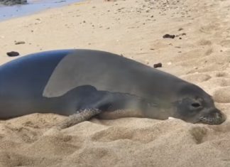 Foca "larga-se" ao olhar diretamente para um humano