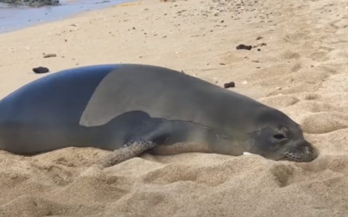 Foca larga-se ao olhar diretamente para um humano Foca "larga-se" ao olhar diretamente para um humano