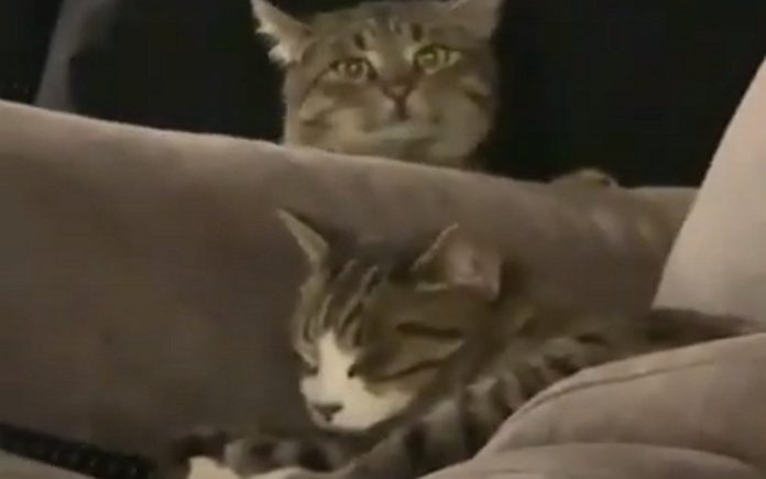 Gato tentou tramar o seu companheiro mas foi apanhado antes Gato tentou tramar o seu companheiro mas foi apanhado antes