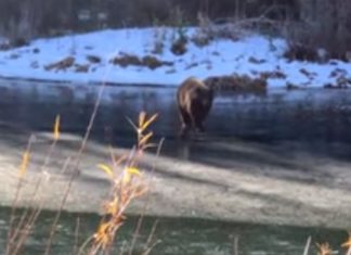 Urso cai em lago congelado depois de gelo ceder