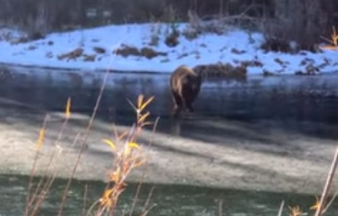 Urso cai em lago congelado depois de gelo ceder Urso cai em lago congelado depois de gelo ceder