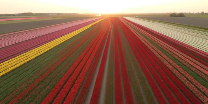 Vídeo 4K mostra-nos os belos campos de tulipas na Holanda