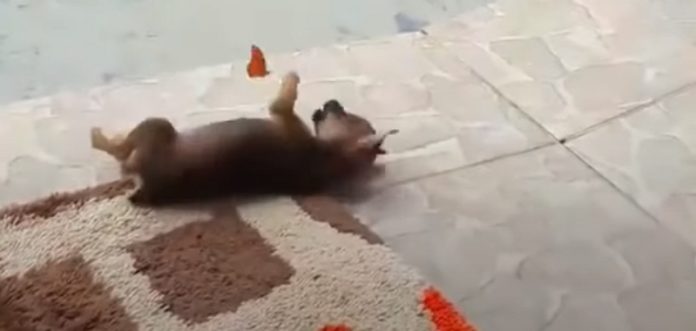 Borboleta tenta brincar com cãozinho que descansava no jardim Borboleta tenta brincar com cãozinho que descansava no jardim