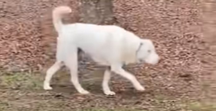 Cadelinha cega consegue encontrar o dono pelo cheiro Cadelinha cega consegue encontrar o dono pelo cheiro