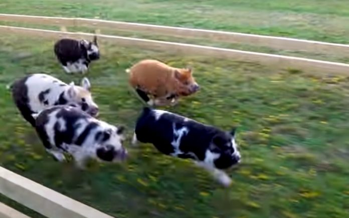 Canal de YouTube inglês cria corrida de leitões Canal de YouTube inglês cria corrida de leitões