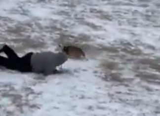 Cão arrasta dono pelo parque de tão contente em ver neve