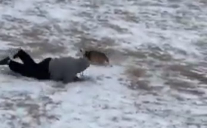 Cão arrasta dono pelo parque de tão contente em ver neve Cão arrasta dono pelo parque de tão contente em ver neve