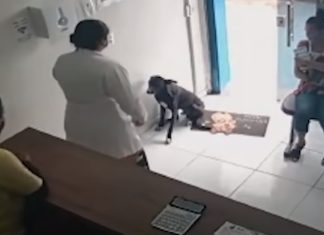 Cão de rua ferido entra em clínica veterinária para pedir ajuda