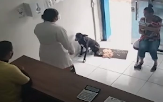 Cão de rua ferido entra em clínica veterinária para pedir ajuda