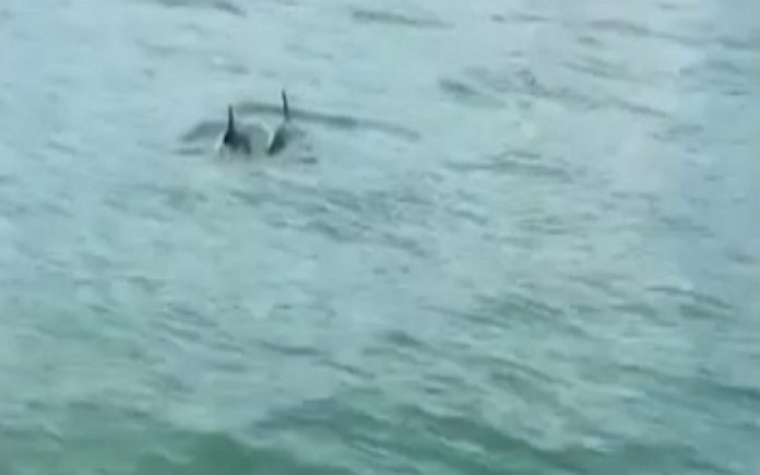 Casal de golfinhos aparece em canais de Veneza Casal de golfinhos aparece em canais de Veneza