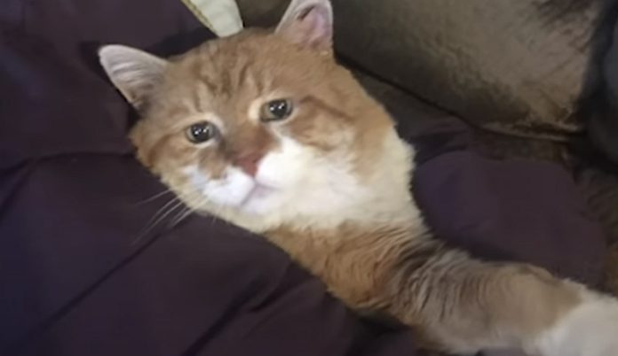 Gatinho de rua com 3 patas tem final feliz 9 anos depois Gatinho de rua com 3 patas tem final feliz 9 anos depois