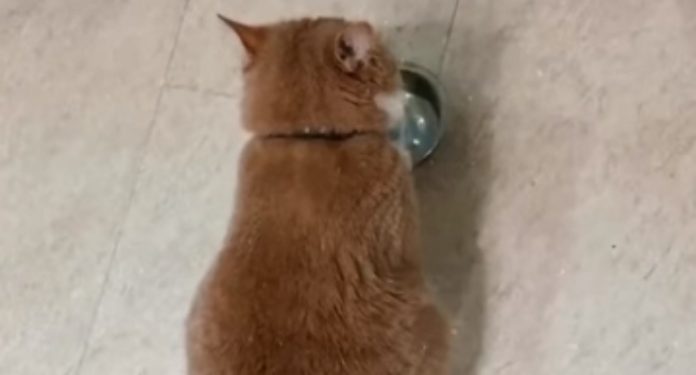 Gatinho faz barulhos para donos encherem taça de comida