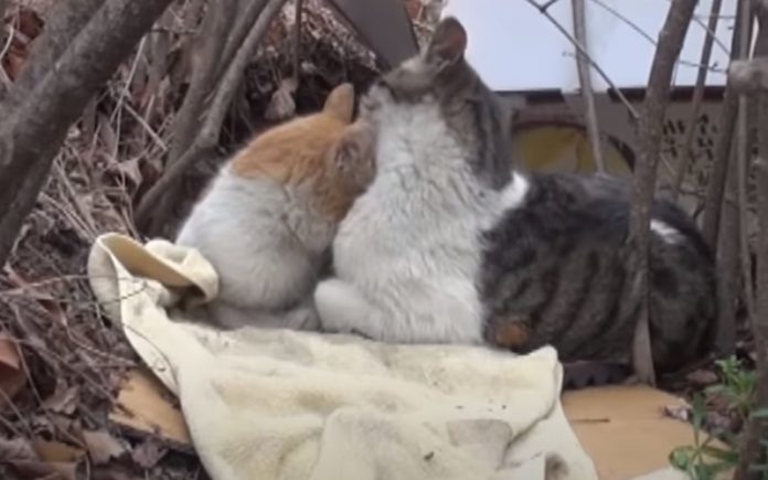 Gato ajuda e está sempre ao lado de gatinha de rua com deficiência Gato ajuda e está sempre ao lado de gatinha de rua com deficiência