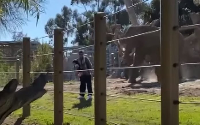 Pai entra com filha de 2 anos em jaula e é perseguido por elefante Pai entra com filha de 2 anos em jaula e é perseguido por elefante