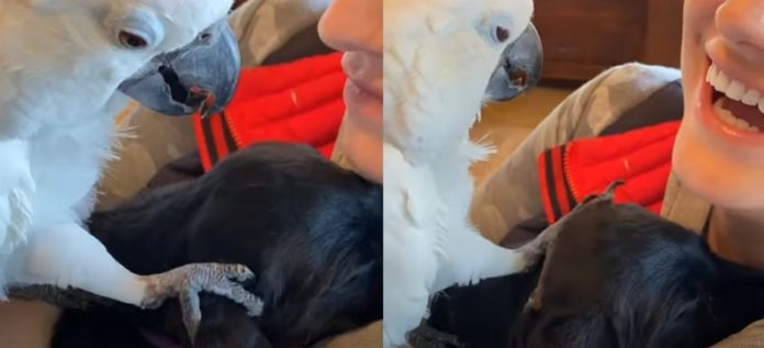Papagaio dá festinhas a cãozinho e diz "I love you"