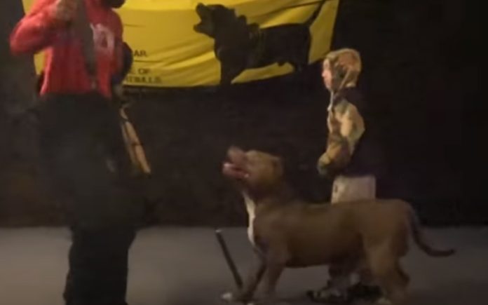 Pit Bull é treinado para defender o seu dono de 9 anos Pit Bull é treinado para defender o seu dono de 9 anos