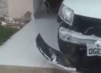 Pitbull destrói carro para tentar apanhar gato que se encondia no motor