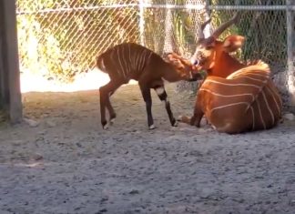 Raro Bongo-Oriental nasceu num zoológico nos Estados Unidos