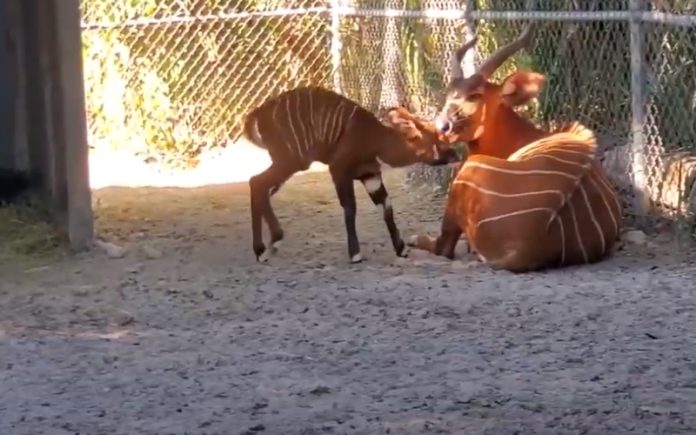 Raro Bongo-Oriental nasceu num zoológico nos Estados Unidos Raro Bongo-Oriental nasceu num zoológico nos Estados Unidos