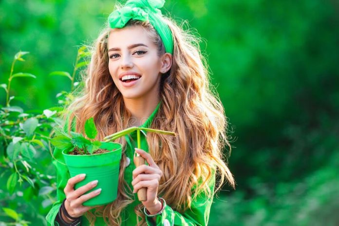 As 7 melhores plantas para ter dentro de casa