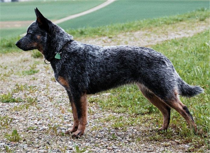 Austrian Cattle Dog